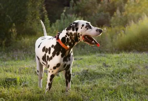 собака виляет хвостом