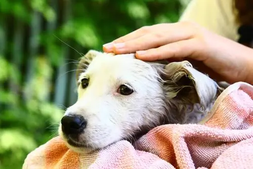 Разве ты не любишь моего хозяина? Так что отойди от меня