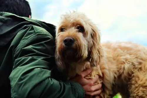 Секреты настоящей дружбы между собакой и человеком