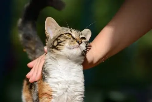 человек гладит кошку человек гладит кошку