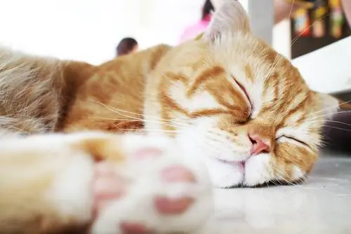 спящий кот