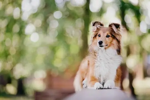 Самые умные породы собак