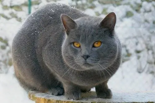 Породы короткошерстных кошек