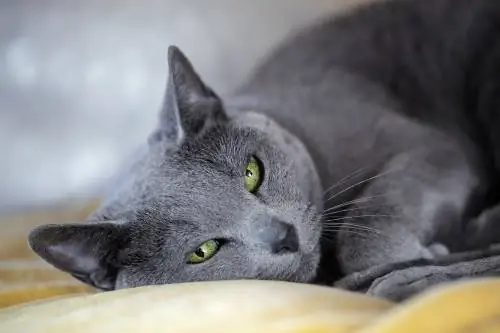 русская голубая кошка