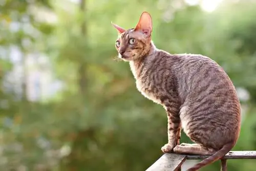 сидящий кот