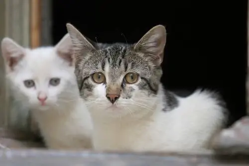 кошки