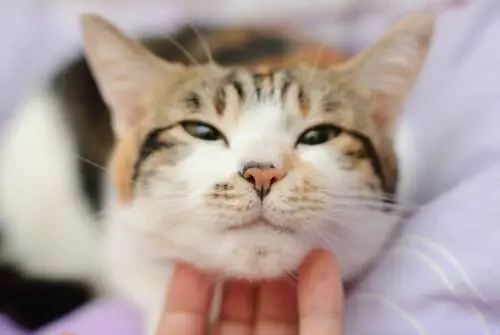 ласкать кошку