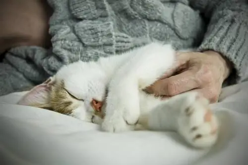 кошка и женщина