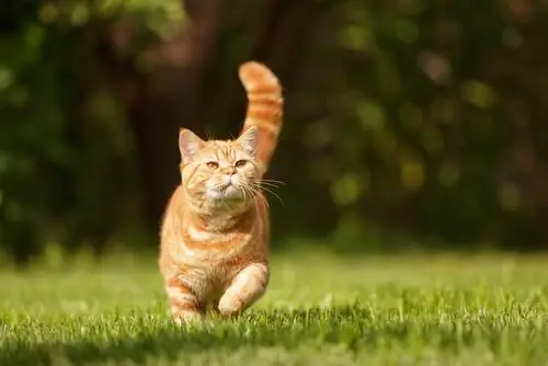 мимика и жесты у кошек мимика и жесты у кошек