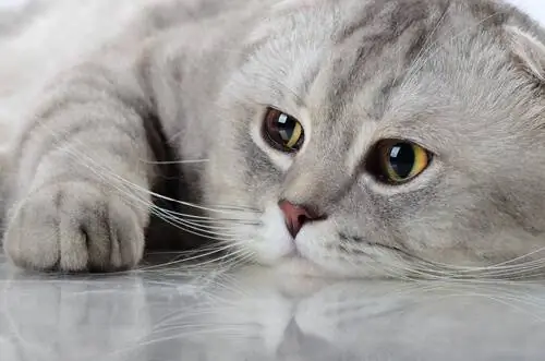 кошка лежит кошка лежит