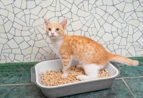 кошка и песочница кошка и песочница