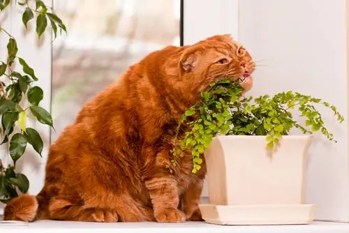 кошачье растение кошачье растение