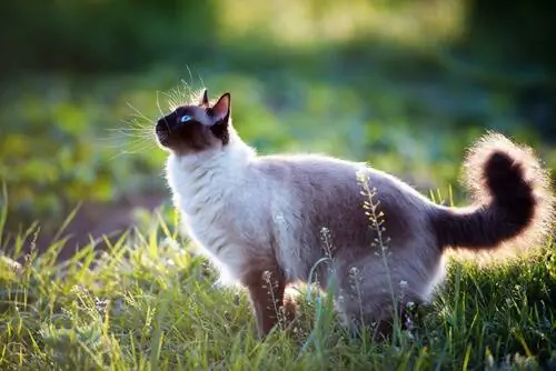 Что стоит знать о кошках Что стоит знать о кошках