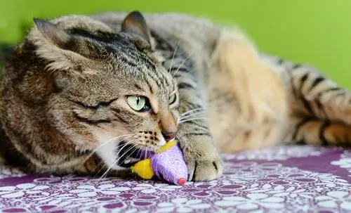 Пикацизм у кошек