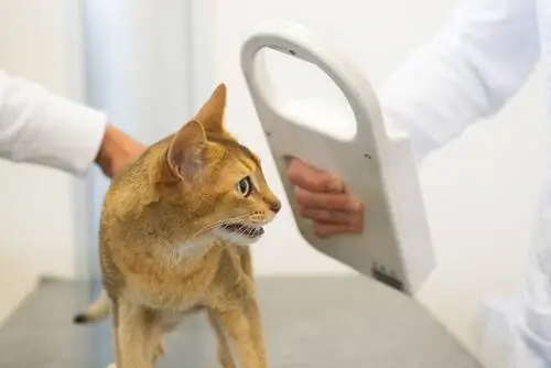 кот с микрочипом
