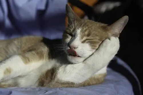 кошки