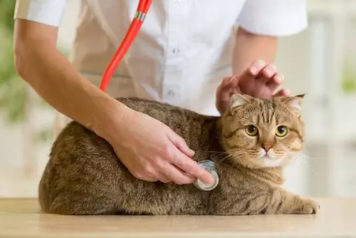 кошка ветеринар кошка ветеринар