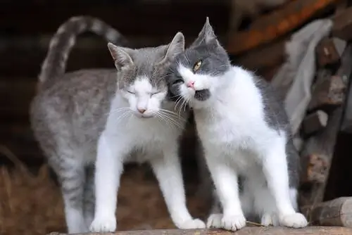 помеси кошек помеси кошек