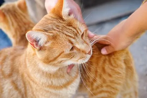 обнимающийся кот