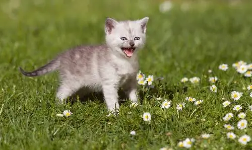 Как отучить кошку чрезмерно мяукать