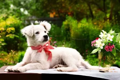 Никогда так не делайте! вещи, которые ненавидит ваша собака