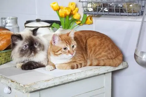аллергия на кошку