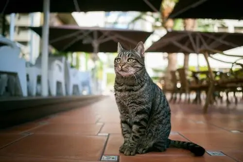 Cat-café': столовая, где можно окружить себя кошками