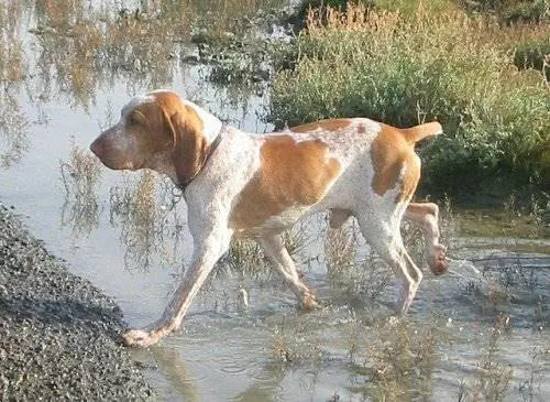 Итальянская короткошерстная легавая в воде Итальянская короткошерстная легавая в воде
