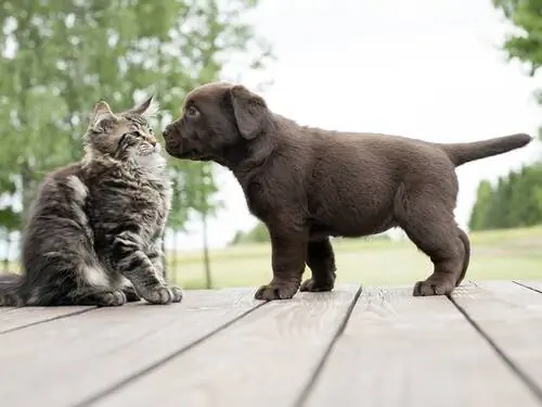 взять кошку взять кошку
