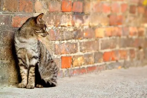 бездомные коты бездомные коты