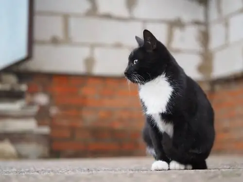 кошка на улице кошка на улице