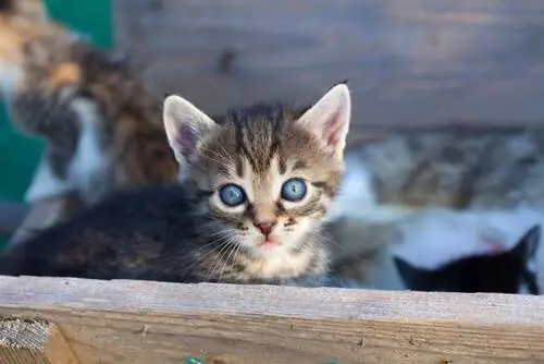 9 причин завести кошку