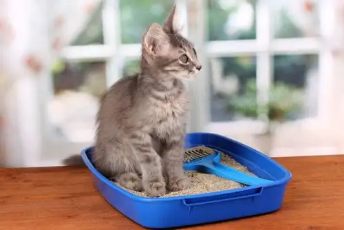 кошачий туалет кошачий туалет