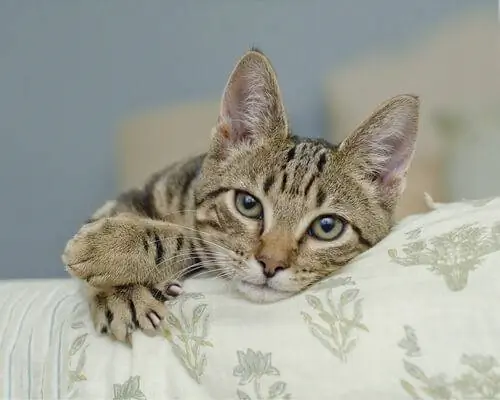 кошачьи когти кошачьи когти