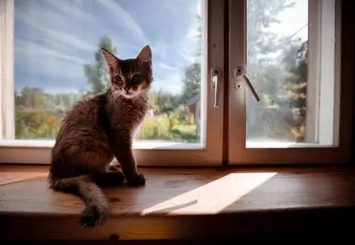 Как сделать свой дом более безопасным для вашей кошки?