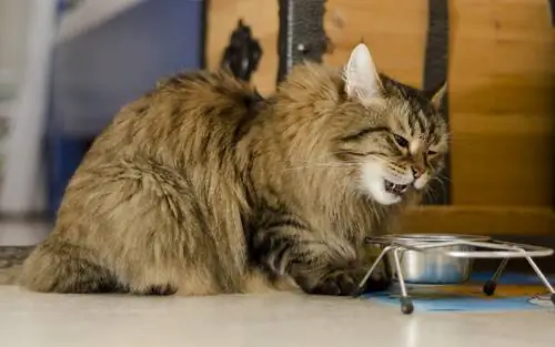 кошка ест кошка ест