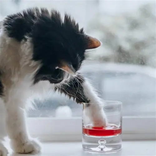 вино для кошек 2 вино для кошек 2