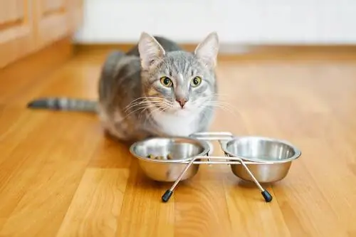 кот, у которого пропал аппетит кот, у которого пропал аппетит