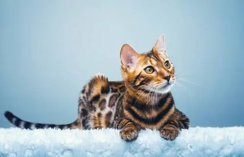 Бенгальская кошка, миниатюрный леопард в домашних условиях Бенгальская кошка, миниатюрный леопард в домашних условиях