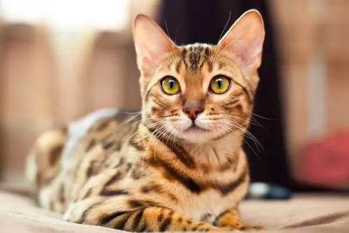 бенгальская кошка бенгальская кошка