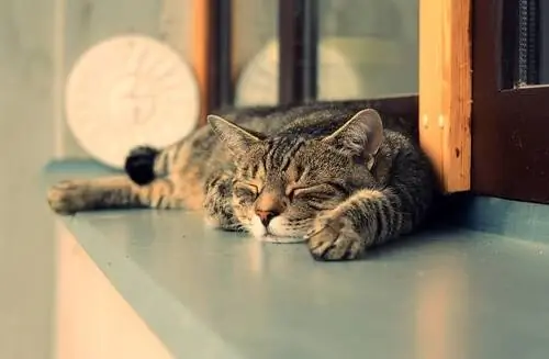 коты спят больше дня