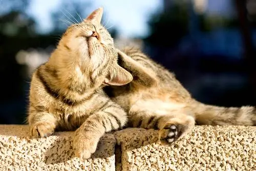 царапающий кот царапающий кот
