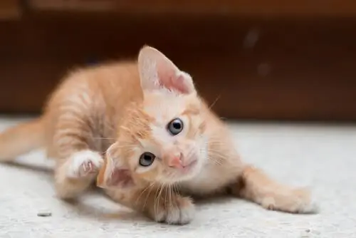 царапающий кот царапающий кот