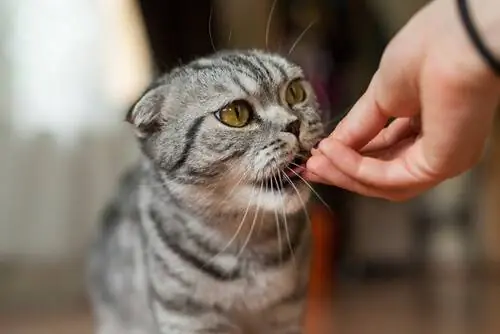 кошка ест кошка ест