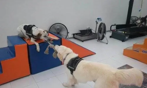 Body Dog, первый тренажерный зал для собак Body Dog, первый тренажерный зал для собак