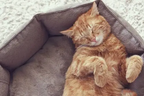 место для вашей кошки место для вашей кошки