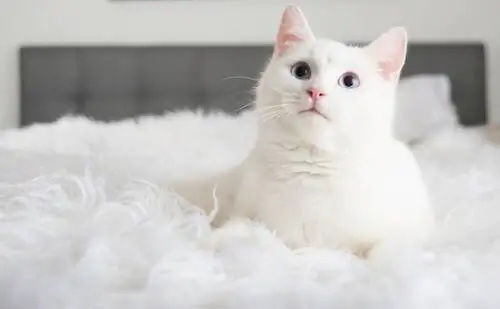 3 вещи, которые вы узнаете, когда заведете кошку 3 вещи, которые вы узнаете, когда заведете кошку