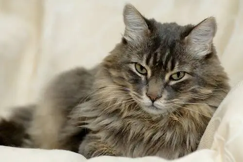 кошачья шерсть кошачья шерсть