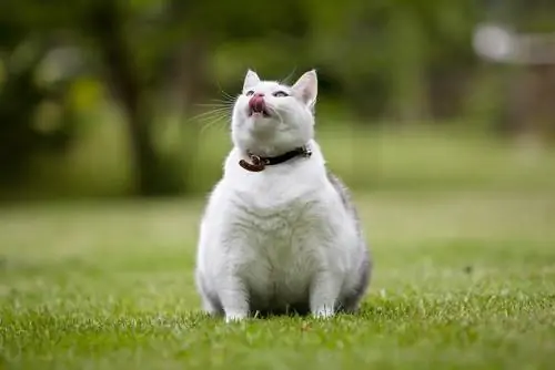 кошка с избыточным весом 2 кошка с избыточным весом 2
