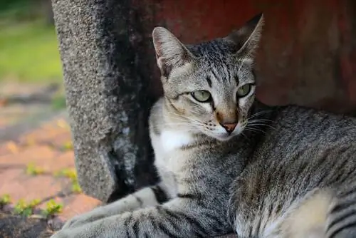 Кошки, очень независимые домашние животные